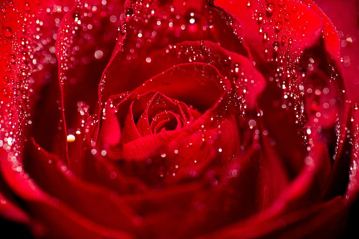 tilt-shift lens photography of red Rose, By Any Other Name, flower