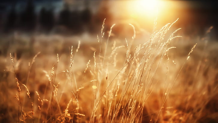 grass, sunlight, nature, spikelets, plants, blurred, field, HD wallpaper