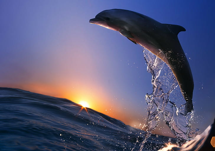 Dolphin 1080P, 2K, 4K, 5K HD wallpapers free download | Wallpaper Flare