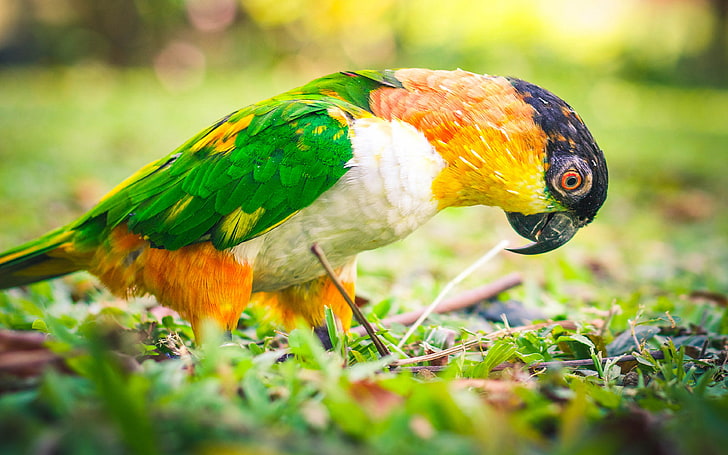 Caique Parrot Various Colorful Paints Wallpaper Hd For Mobile Phone And Pc, HD wallpaper