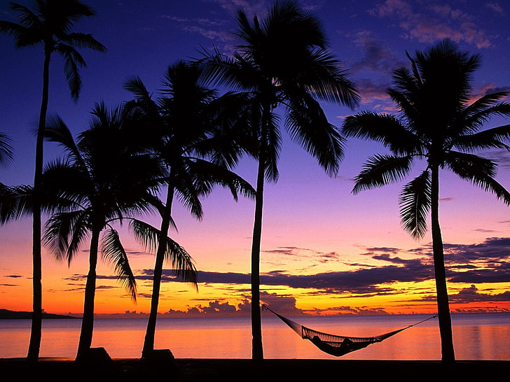 silhouette of coconut trees, fiji, palm trees, hammock, evening, HD wallpaper
