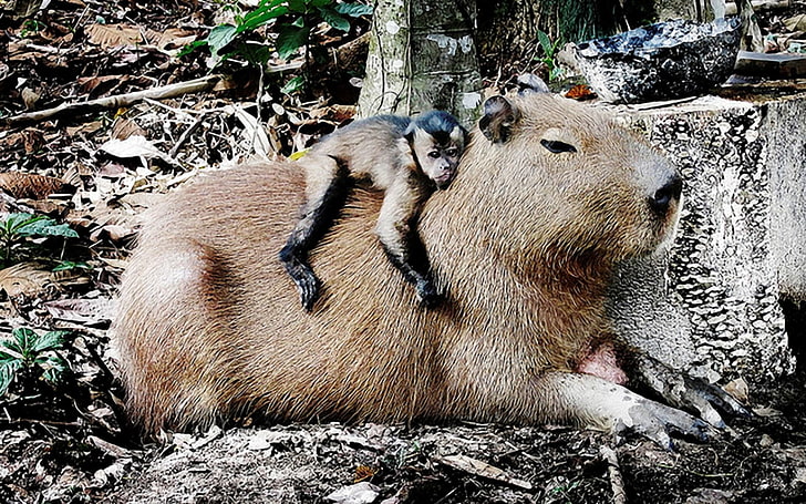 Animal, Capybara