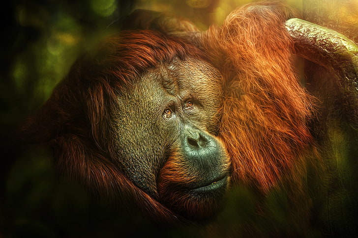 orangutans, apes, animals, animal themes, monkey, primate, mammal, HD wallpaper