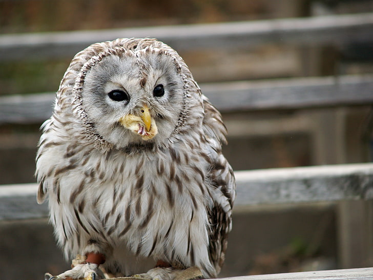 white and brown owl, bird, predator, eating, animal, beak, wildlife
