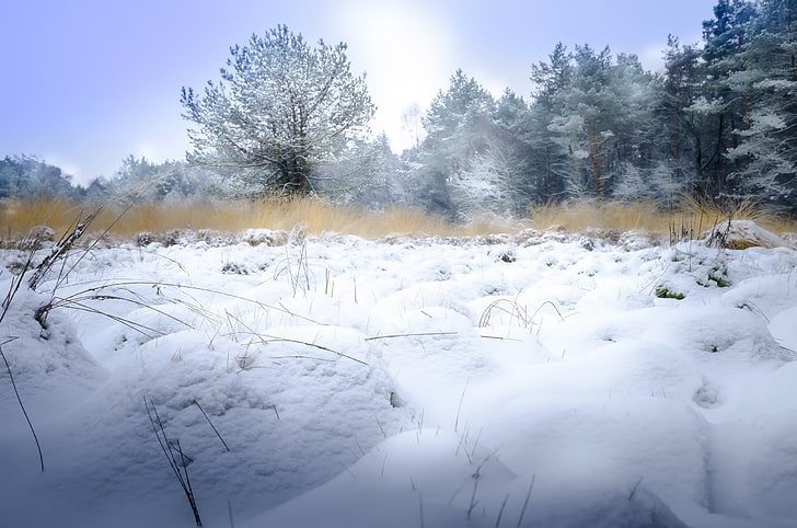 winter, snow, landscape, nature, ice, cold temperature, plant, HD wallpaper