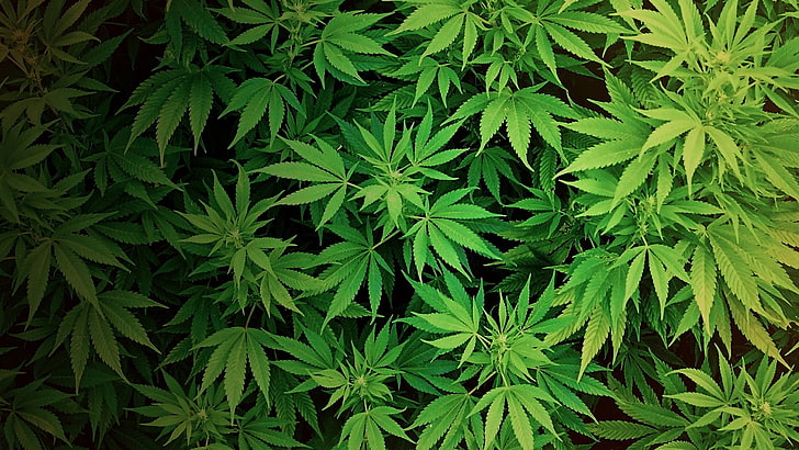 green cannabis plant, plants, drugs, green color, leaf, plant part