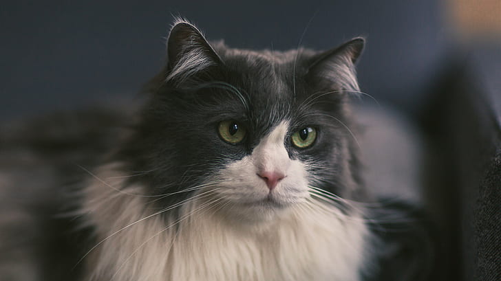 closeup photography of tuxedo cat, cat, pets, domestic Cat, animal, HD wallpaper