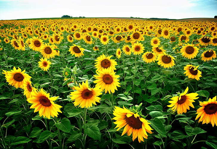 yellow Sunflower flower field at daytime, blume, gelb, grün, HD wallpaper