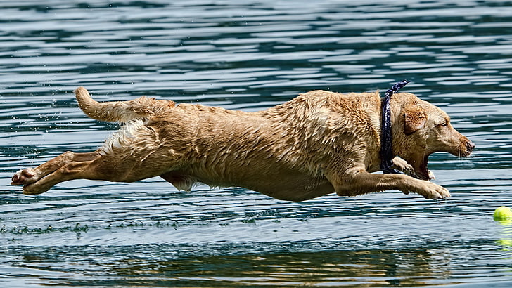 dog jumping on water, animals, animal themes, mammal, one animal, HD wallpaper