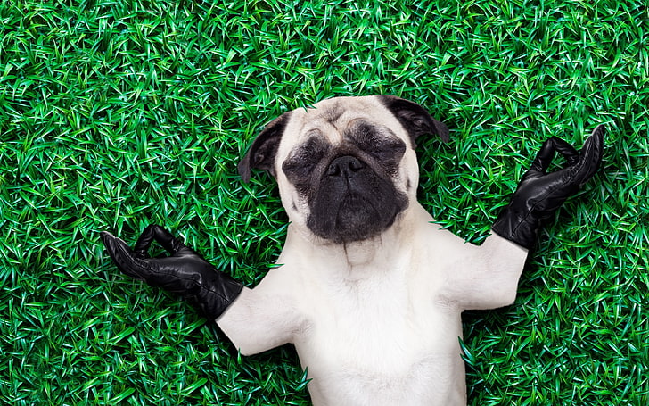 Zen puppy, grass, black, yoga, gloves, vara, green, summer, HD wallpaper