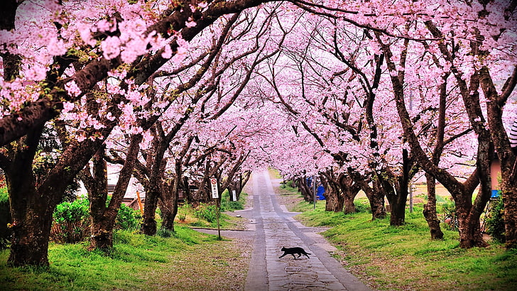cherry blossom trees, park, road, cat, nature, pink Color, springtime, HD wallpaper