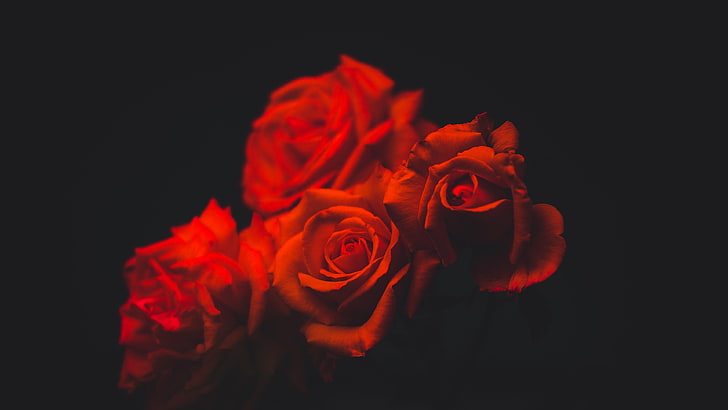 red roses, bouquet, dark, flower, flowering plant, black background, HD wallpaper