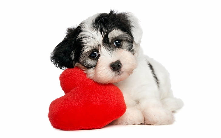 HD wallpaper: animals, baby, cute, dogs, heart, love, mood, puppy |  Wallpaper Flare