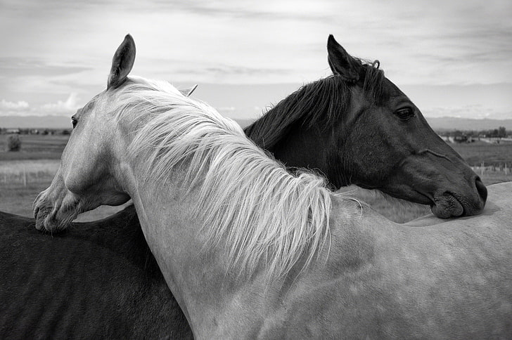 grayscale of two horses, nature, head, pair, mane, animal, farm