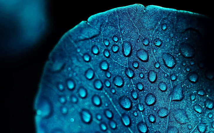 water dew, abstract, blue flowers, water drops, close-up, wet, HD wallpaper