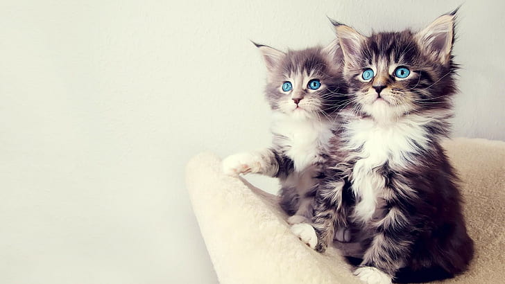 kittens, simple background, cat, blue eyes, animals, Maine Coon cat