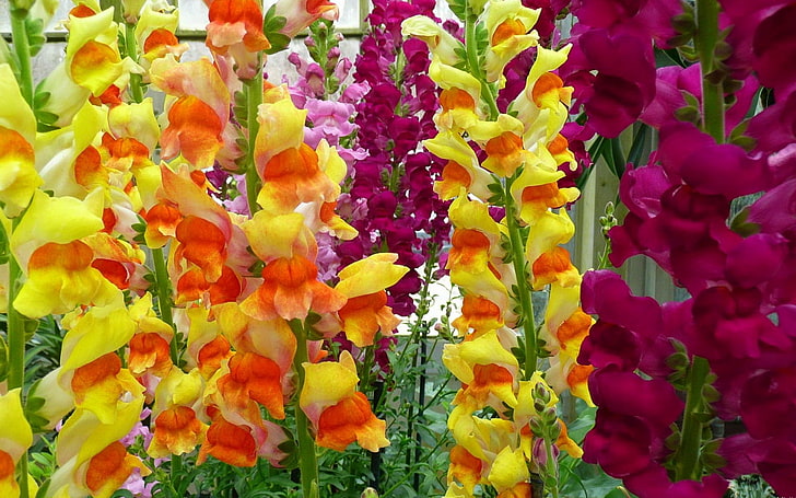 yellow, pink, and orange snapdragon flowers, gladioli, garden