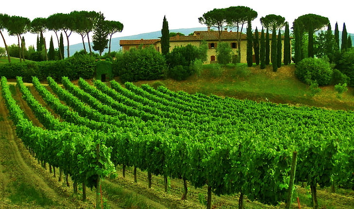 Vineyard, Italy, Tuscany, sky, trees, house