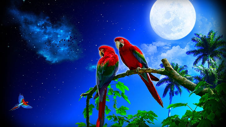 Scarlet Macaw Papagalli A Wonderful Pair Of Art Photography Desktop Wallpaper Backgrounds Free Download 1920×1080, HD wallpaper