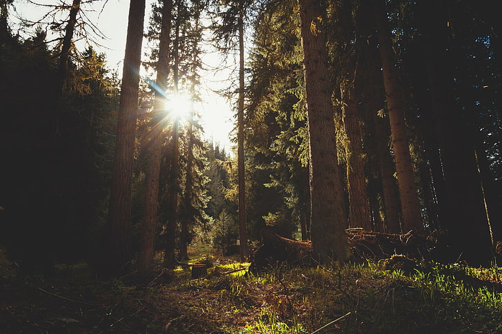 brown tree trunk, trees, nature, Sun, forest, plant, land, sunlight, HD wallpaper