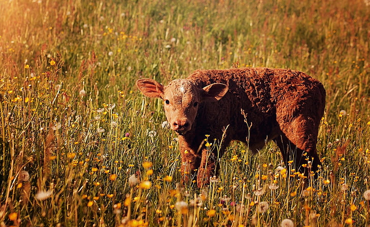 Animal, Cow, Baby Animal, Meadow, HD wallpaper