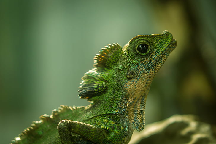 selective focus photography green Iguana, lizard, lizard, ILCE 6000, HD wallpaper