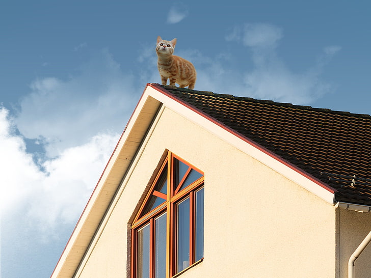 cat, rooftops, sky, house, clouds, built structure, building exterior