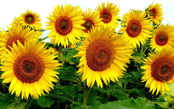 three yellow and pink flower decors, sunflowers, plants, yellow flowers, HD wallpaper