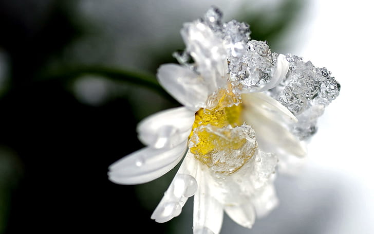 Iced Flower, nature, white flower, winter, beautiful, daisy, 3d and abstract