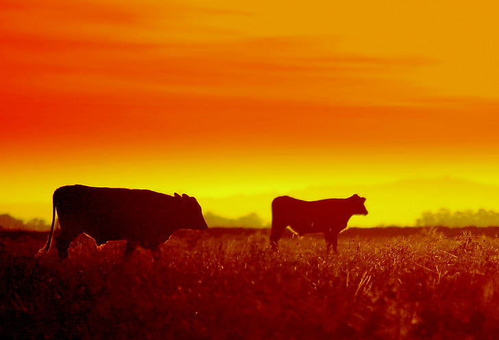 two silhouette of cattles on grass field, tempos, Gado, Ganado, HD wallpaper