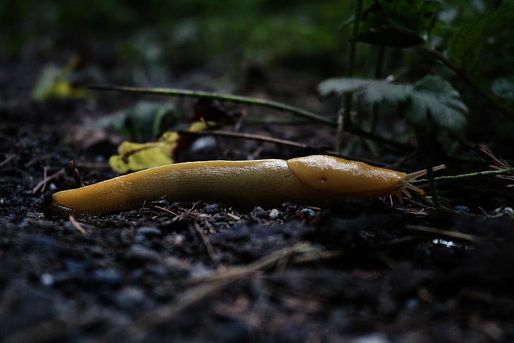 slug, depth of field, close-up, land, gastropod, no people