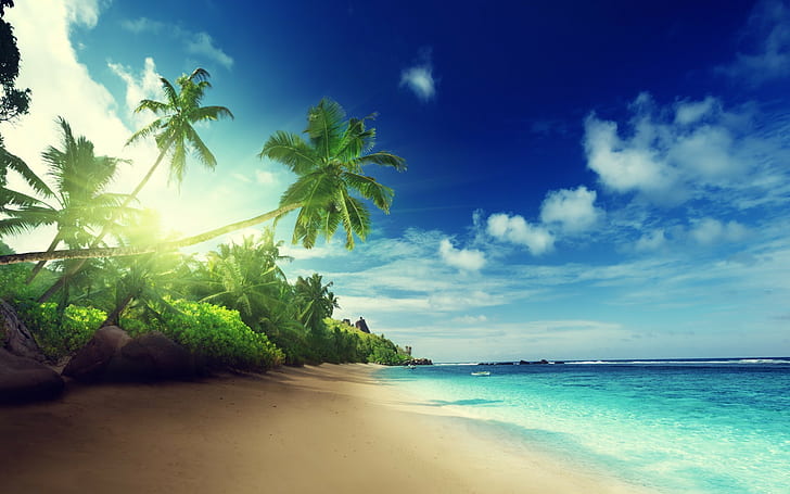 beach, sand, palm trees, tropical, HD wallpaper