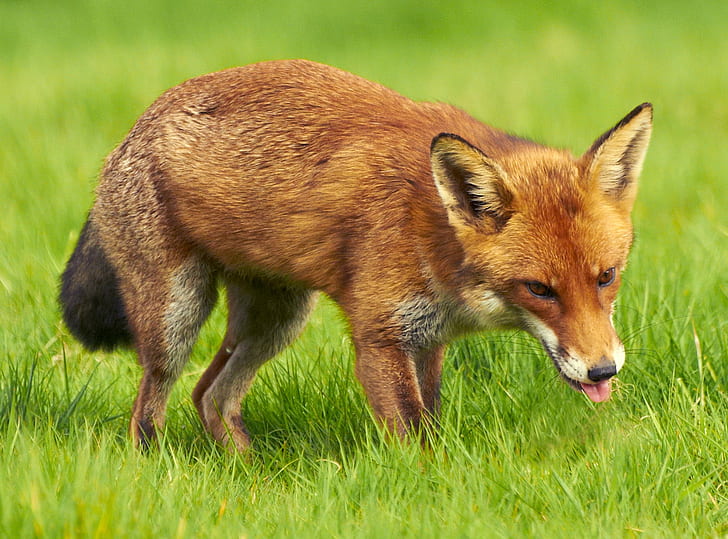 brown fox closeup photography, Red Fox, iver, buckinghamshire