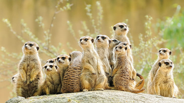 look, group, animals, meerkats, company, a lot, stand, HD wallpaper