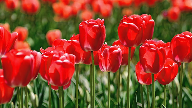 photography of red petaled flowers in green field grass, tulip, tulip