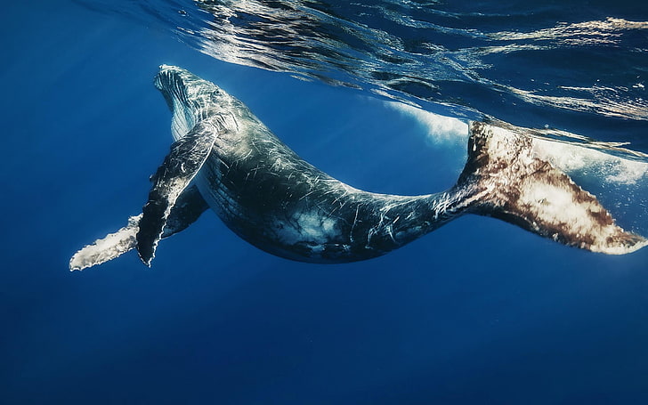 gray and black whale, swimming, underwater, sea, animal, sea Lion