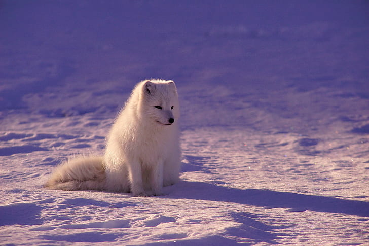 photography, animals, fox, arctic fox