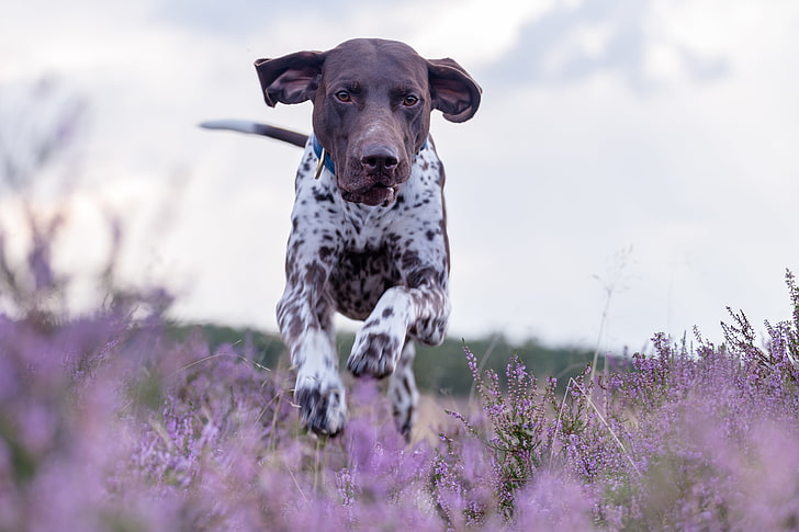 dog, meadow, running, walk, Heather, German pointer, shorthaired pointer, HD wallpaper