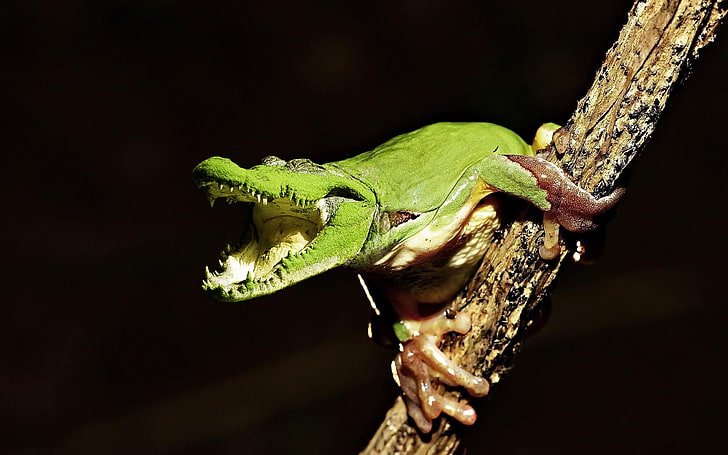 edited photo of tree frog with alligator head, crocodiles, animals