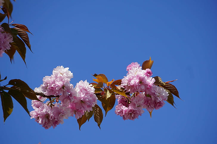 arbre, botanique, cerisier du japon, ciel, fleurs, floraison