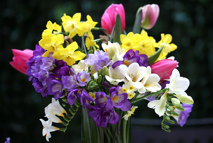 Freesia Photos Download The BEST Free Freesia Stock Photos  HD Images
