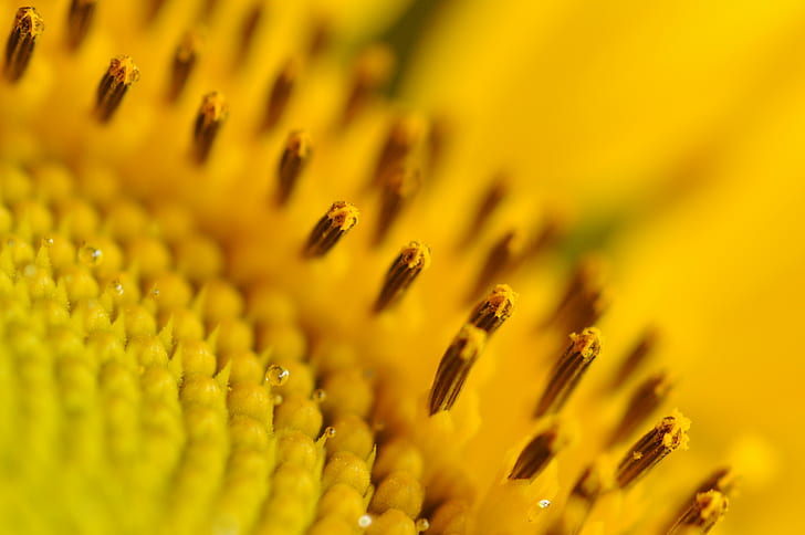 Sunflowers, Macro, Pollen, Yellow Flowers, HD wallpaper