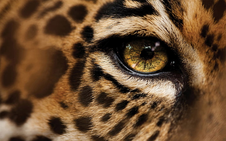 Animals eyes jaguars 1080P, 2K, 4K, 5K HD wallpapers free download |  Wallpaper Flare