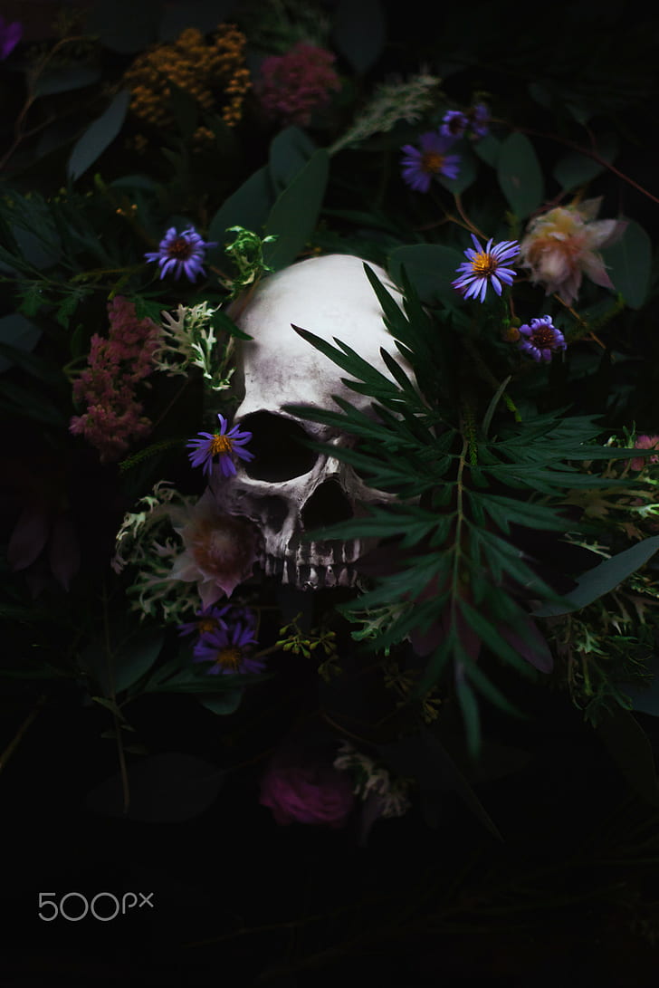 500px, Artem Phoenix, flowers, plants, skull, HD wallpaper