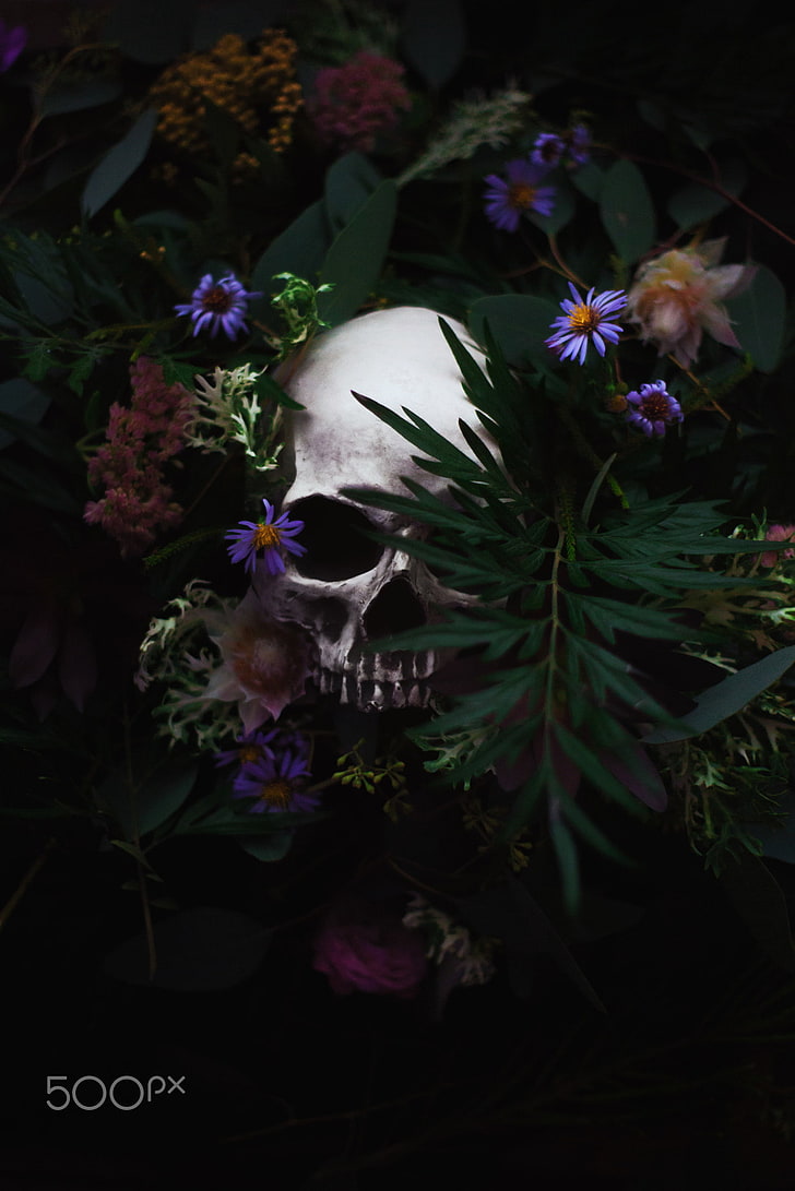 500px, skull, plants, flowers, Artem Phoenix, HD wallpaper