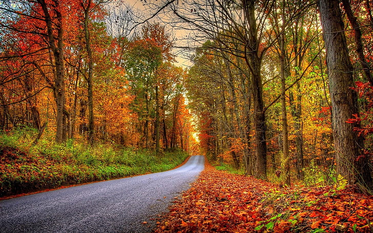 Forest, trees, leaves, colorful, road, autumn, HD wallpaper