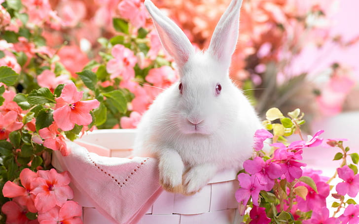 Springtime Hare, HD wallpaper