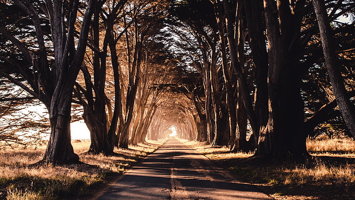 road, trees, shadow, direction, the way forward, plant, nature, HD wallpaper