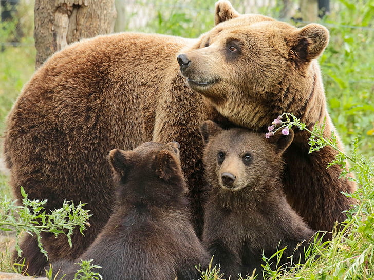 Bears family, mother, two cubs, HD wallpaper