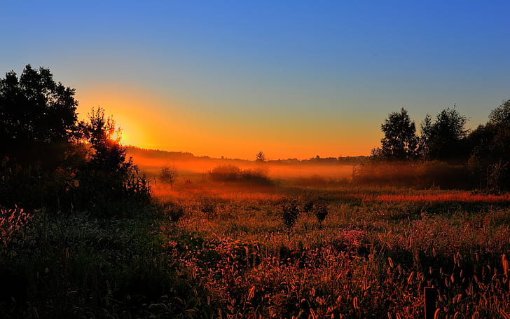 Early morning, dawn, sun, fog, fields, trees, nature